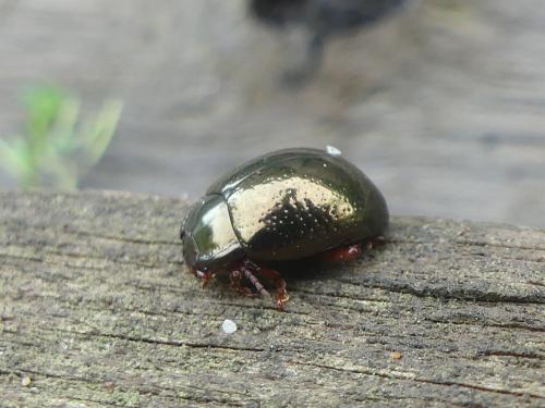 Chrysolina bankii